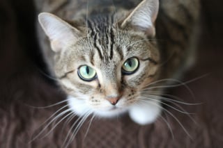 Illustration de l'article : 15 histoires où les chats ont surpris leurs humains avec une loyauté absolue