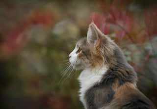 Illustration de l'article : 15 histoires où les chats ont surpris leurs humains avec une loyauté absolue