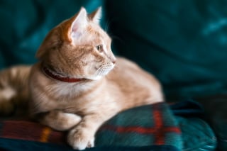 Illustration de l'article : 15 histoires où les chats ont surpris leurs humains avec une loyauté absolue