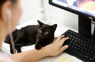 Illustration de l'article : 15 histoires où les chats ont surpris leurs humains avec une loyauté absolue
