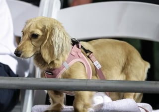 Illustration de l'article : Alors que sa maîtresse venait de remporter une victoire éclatante lors d’un tournoi international de tennis, cette petite chienne s’invite sur le court et lui vole la vedette (vidéo)