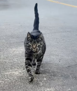 Illustration de l'article : « Nous n'avons pas de chat ! », un félin du quartier s’invite pourtant chaque jour chez eux pour des câlins, des friandises et des dessins animés (vidéo)