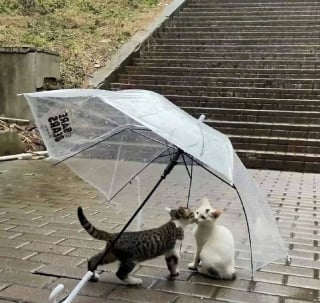 Illustration de l'article : 10 photos hilarantes de nos fidèles animaux de compagnie