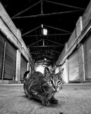 Illustration de l'article : 10 photos hilarantes de nos fidèles animaux de compagnie