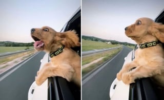 Illustration de l'article : 10 photos hilarantes de nos fidèles animaux de compagnie