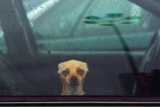 Illustration de l'article : 10 photos hilarantes de nos fidèles animaux de compagnie