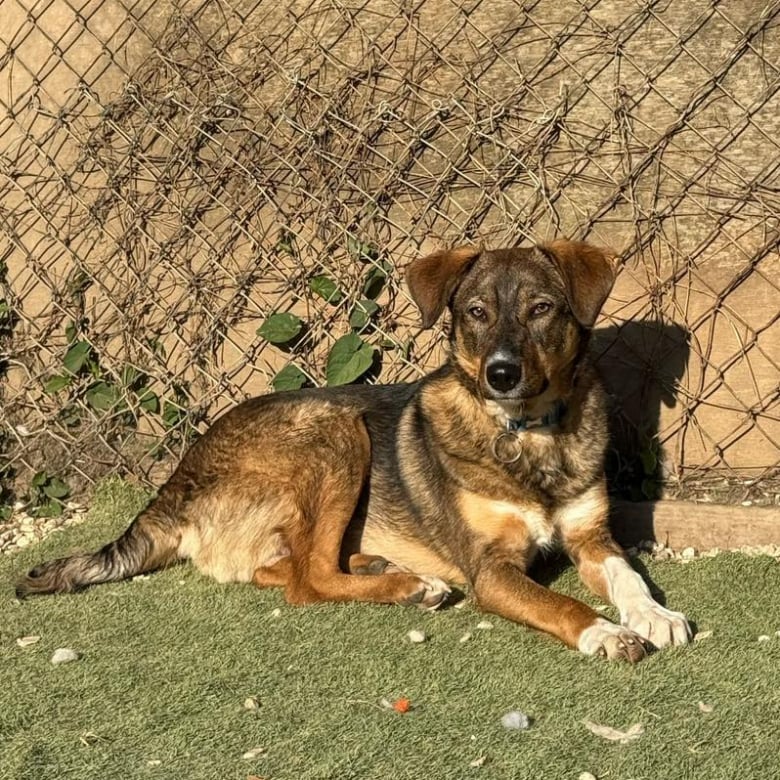 Illustration de l'article : Ce chiot de 10 mois, qui n’a connu que la vie en refuge, quitte son pays pour trouver un nouveau départ