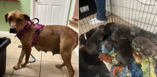 Illustration de l'article : En cherchant leur chienne disparue depuis des mois, une famille fait une rencontre bouleversante au détour d’une caméra