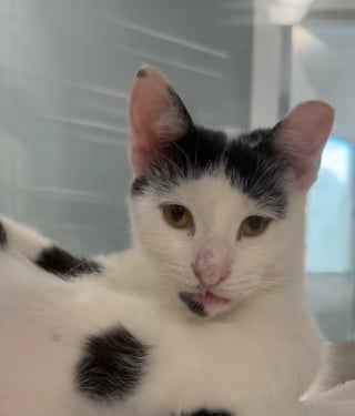 Illustration de l'article : Ce chat au visage atypique ne passe pas inaperçu et cela l’a aidé à trouver sa famille pour la vie