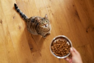 Illustration de l'article : Bien nourrir son chat : pourquoi la qualité de ses croquettes est-elle si importante ?