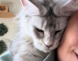 Illustration de l'article : Quelques heures avant la naissance de ses chatons, cette femelle Maine Coon ne voulait qu’une chose, du réconfort dans les bras de sa maîtresse (vidéo)