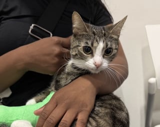 Illustration de l'article : Disparue depuis 3 semaines, une chatte recherchée était en réalité coincée entre un mur et un meuble 