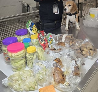 Illustration de l'article : Grenouilles mortes, concombres de mer, le flair d’un chien policier déjoue un trafic improbable lors d'un contrôle à l'aéroport