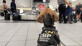 Illustration de l'article : Grenouilles mortes, concombres de mer, le flair d’un chien policier déjoue un trafic improbable lors d'un contrôle à l'aéroport