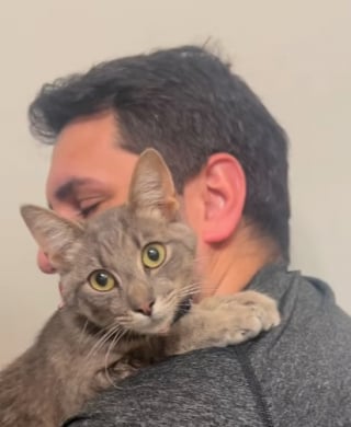 Illustration de l'article : « Il a rapidement conquis notre cœur », un chat sourd en détresse interrompt la promenade d’un couple et de leurs félins pour changer de vie (vidéo)