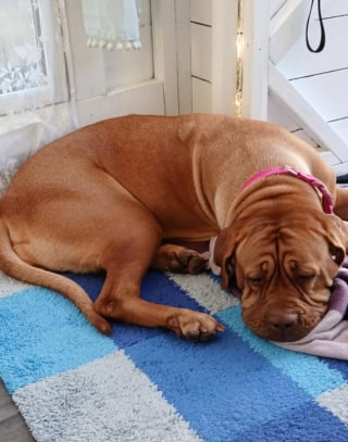 Illustration de l'article : Plus d’un an après sa découverte choquante, cette chienne autrefois squelettique est désormais méconnaissable