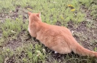 Illustration de l'article : Ce chat qui a sa propre maison dans un arbre équipée d'un escalier fait des jaloux (vidéo)