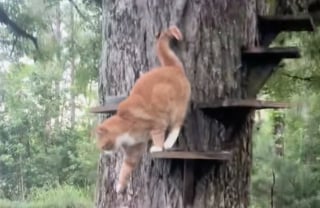 Illustration de l'article : Ce chat qui a sa propre maison dans un arbre équipée d'un escalier fait des jaloux (vidéo)