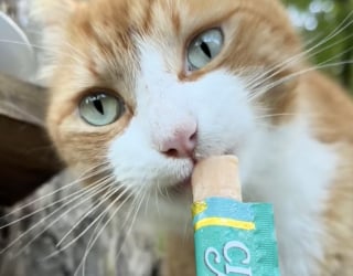 Illustration de l'article : Ce chat qui a sa propre maison dans un arbre équipée d'un escalier fait des jaloux (vidéo)