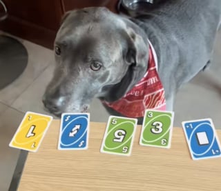 Illustration de l'article : "J’ai commencé avec seulement 2 couleurs", cette maîtresse a appris à ses chiens à jouer au Uno et ce sont de vrais pros (vidéo)