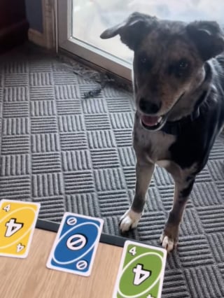 Illustration de l'article : "J’ai commencé avec seulement 2 couleurs", cette maîtresse a appris à ses chiens à jouer au Uno et ce sont de vrais pros (vidéo)