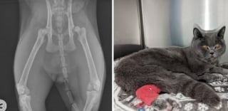 Illustration de l'article : Avec 5 fractures et le corps meurtri, ce chat maltraité reprend peu à peu goût à la vie dans un nouveau foyer
