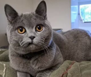 Illustration de l'article : Avec 5 fractures et le corps meurtri, ce chat maltraité reprend peu à peu goût à la vie dans un nouveau foyer