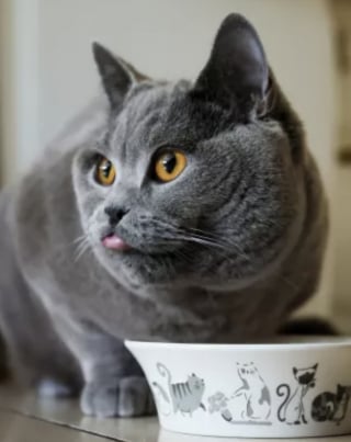 Illustration de l'article : Avec 5 fractures et le corps meurtri, ce chat maltraité reprend peu à peu goût à la vie dans un nouveau foyer