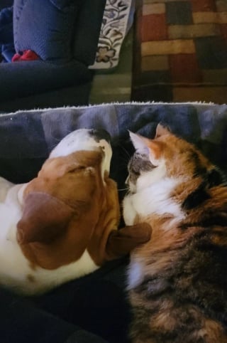 Illustration de l'article : Un chat sauvage goûte au plaisir de vivre dans une maison et se transforme au fil des semaines 