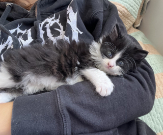 Illustration de l'article : En se rendant simplement à la boulangerie, une jeune femme découvre une mère et ses 3 chatons abandonnés devant l’établissement