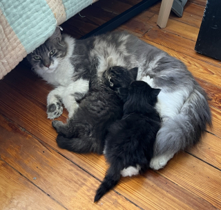 Illustration de l'article : En se rendant simplement à la boulangerie, une jeune femme découvre une mère et ses 3 chatons abandonnés devant l’établissement