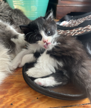 Illustration de l'article : En se rendant simplement à la boulangerie, une jeune femme découvre une mère et ses 3 chatons abandonnés devant l’établissement