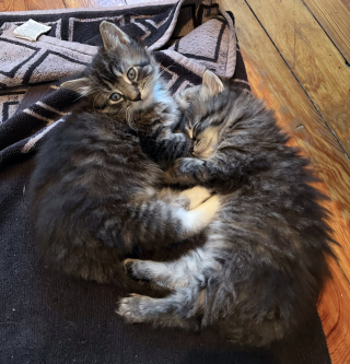 Illustration de l'article : En se rendant simplement à la boulangerie, une jeune femme découvre une mère et ses 3 chatons abandonnés devant l’établissement