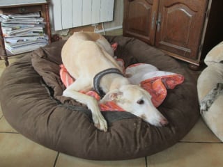 Illustration de l'article : Dévastée par les conditions de vie dramatiques des Lévriers Espagnols abandonnés après la fin de la chasse, cette femme française s’investie corps et âme pour les recueillir et les sauver