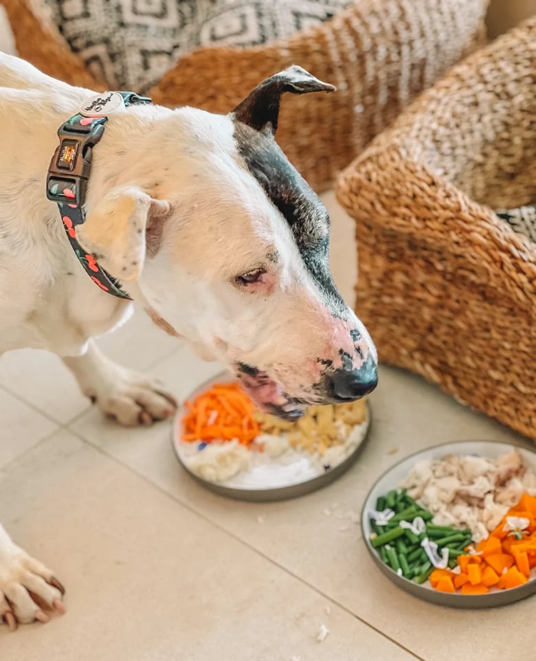 Illustration de l'article : Après avoir été invité dans un hôtel de luxe, ce chien, qui a passé 10 années en refuge, voit sa vie transformée (vidéo)