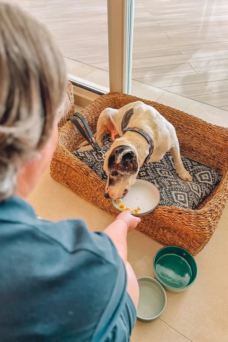 Illustration de l'article : Après avoir été invité dans un hôtel de luxe, ce chien, qui a passé 10 années en refuge, voit sa vie transformée (vidéo)