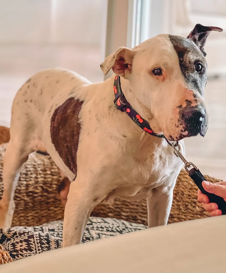 Illustration de l'article : Après avoir été invité dans un hôtel de luxe, ce chien, qui a passé 10 années en refuge, voit sa vie transformée (vidéo)