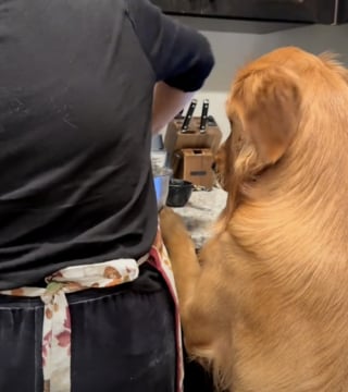 Illustration de l'article : À l’approche de Thanksgiving, ce gentil Golden Retriever décide d’aider sa mamie a confectionné ses gâteaux préférés (vidéo)