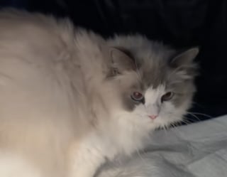 Illustration de l'article : Prête à accoucher, cette chatte supplie sa maîtresse de rester avec elle pour la soutenir (vidéo)