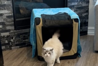 Illustration de l'article : Prête à accoucher, cette chatte supplie sa maîtresse de rester avec elle pour la soutenir (vidéo)