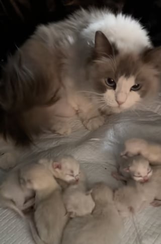 Illustration de l'article : Prête à accoucher, cette chatte supplie sa maîtresse de rester avec elle pour la soutenir (vidéo)