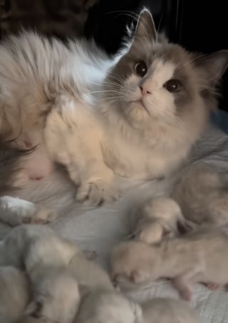 Illustration de l'article : Prête à accoucher, cette chatte supplie sa maîtresse de rester avec elle pour la soutenir (vidéo)