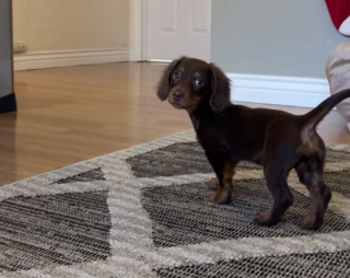 Illustration de l'article : En découvrant son reflet dans le miroir, cet adorable bébé Teckel avance puis recule sous l'effet de la surprise (vidéo)