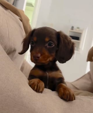 Illustration de l'article : En découvrant son reflet dans le miroir, cet adorable bébé Teckel avance puis recule sous l'effet de la surprise (vidéo)