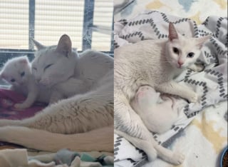 Illustration de l'article : Abandonnée au refuge en très mauvaise santé et avec son bébé, cette jolie chatte découvre enfin le bonheur d’être aimée et protégée