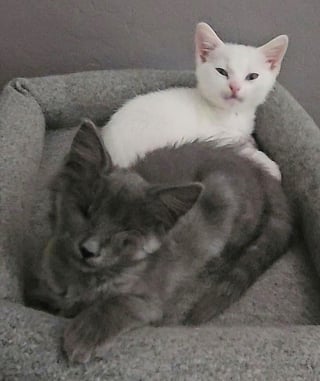 Illustration de l'article : Abandonnée au refuge en très mauvaise santé et avec son bébé, cette jolie chatte découvre enfin le bonheur d’être aimée et protégée