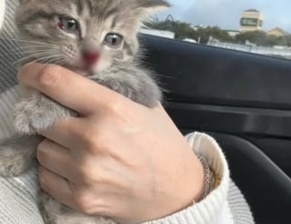 Illustration de l'article : Une femme sauve un chaton perdu dans la circulation de l’autoroute et le prend en charge, soutenue par une jeune maman féline