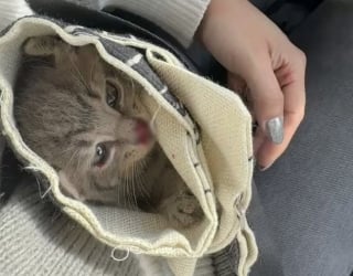 Illustration de l'article : Une femme sauve un chaton perdu dans la circulation de l’autoroute et le prend en charge, soutenue par une jeune maman féline