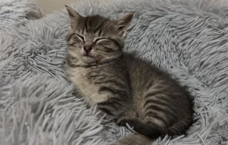 Illustration de l'article : Une femme sauve un chaton perdu dans la circulation de l’autoroute et le prend en charge, soutenue par une jeune maman féline