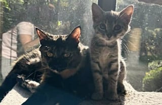 Illustration de l'article : Une femme sauve un chaton perdu dans la circulation de l’autoroute et le prend en charge, soutenue par une jeune maman féline